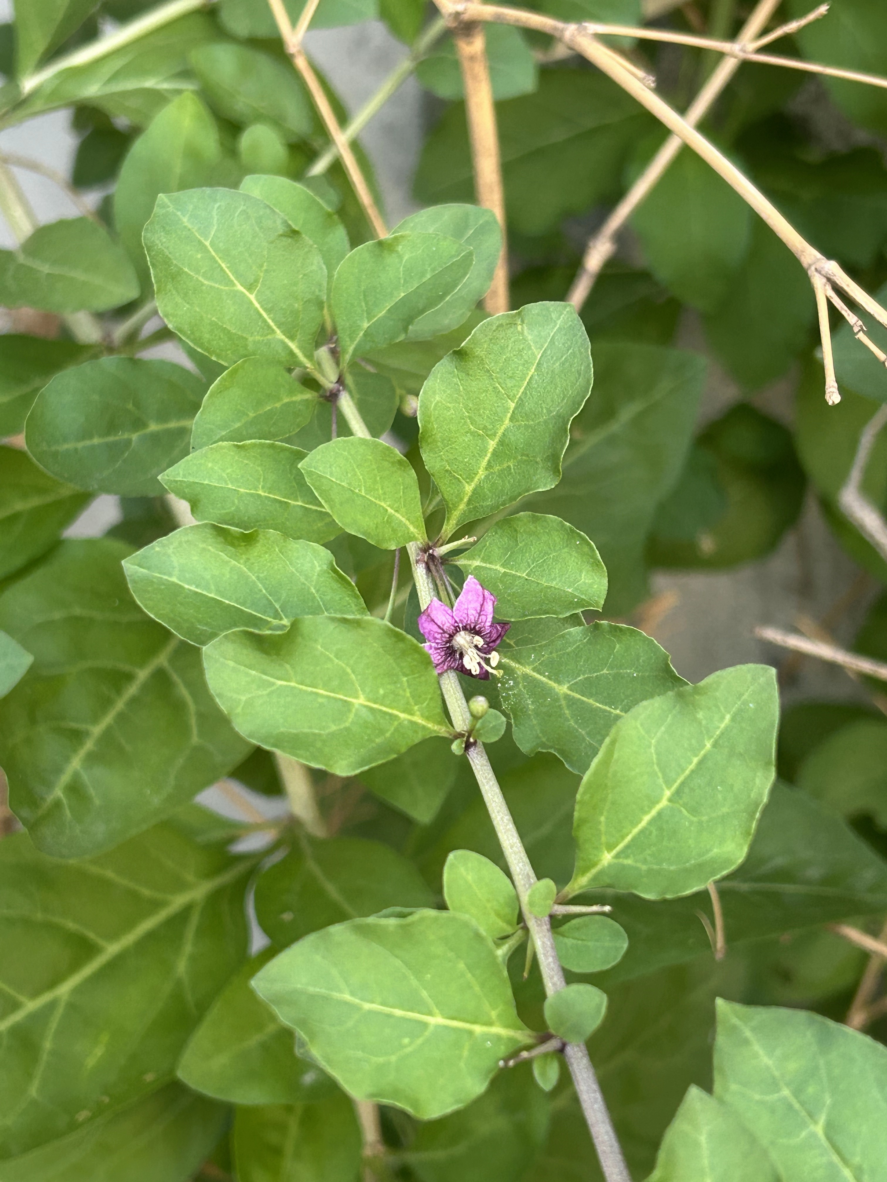 枸杞开花